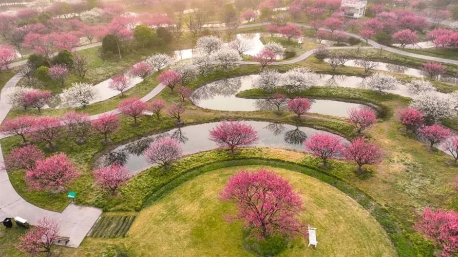 今年的第一朵梅花开了