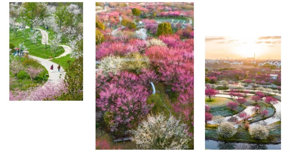 今年的第一朵梅花开了