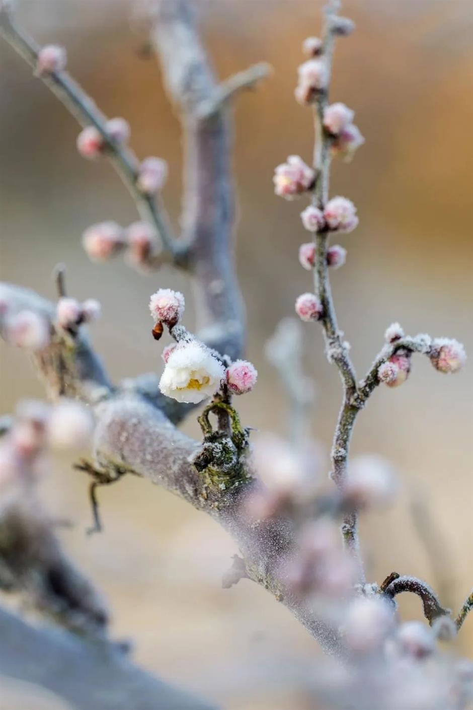 今年的第一朵梅花开了