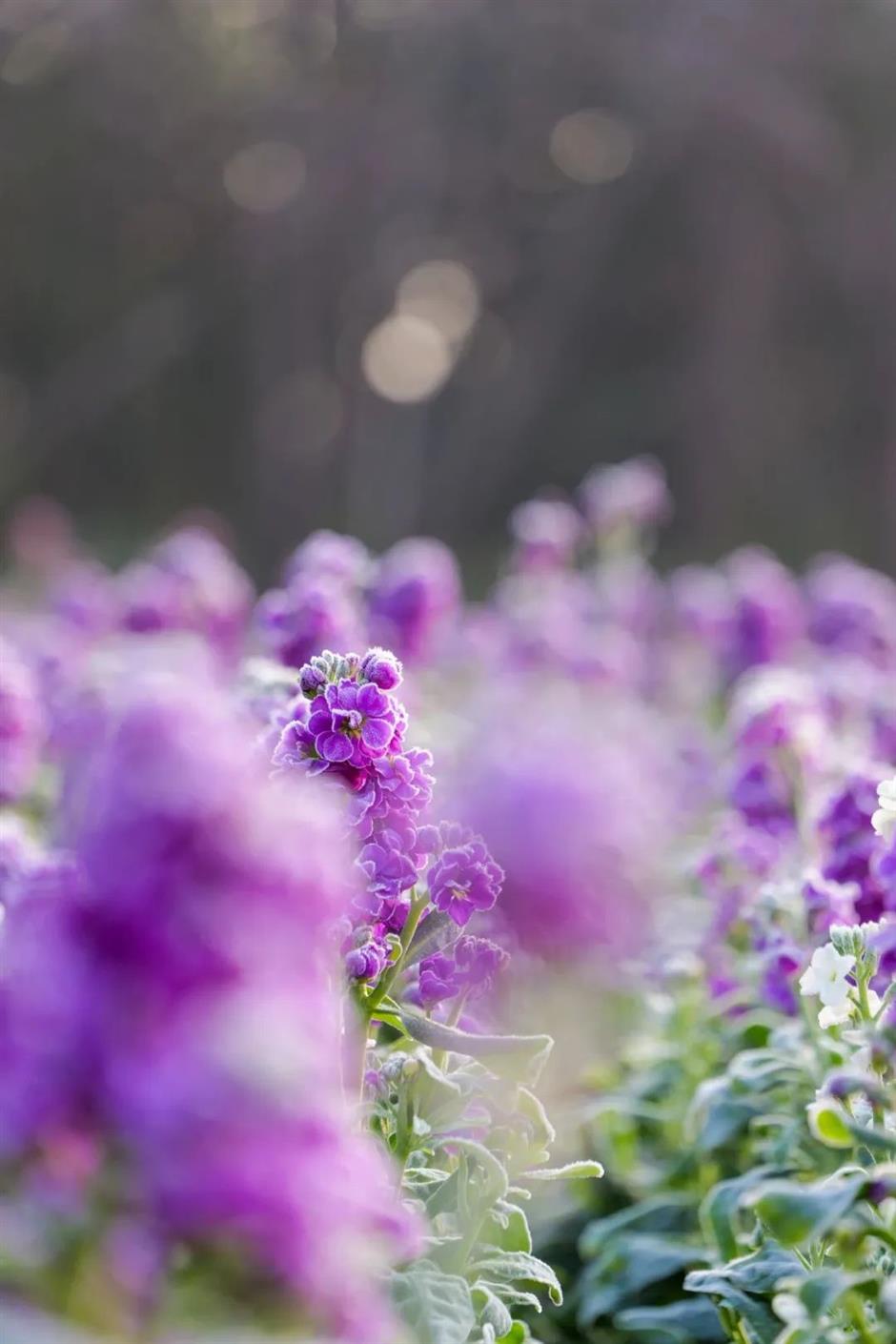 今年的第一朵梅花开了