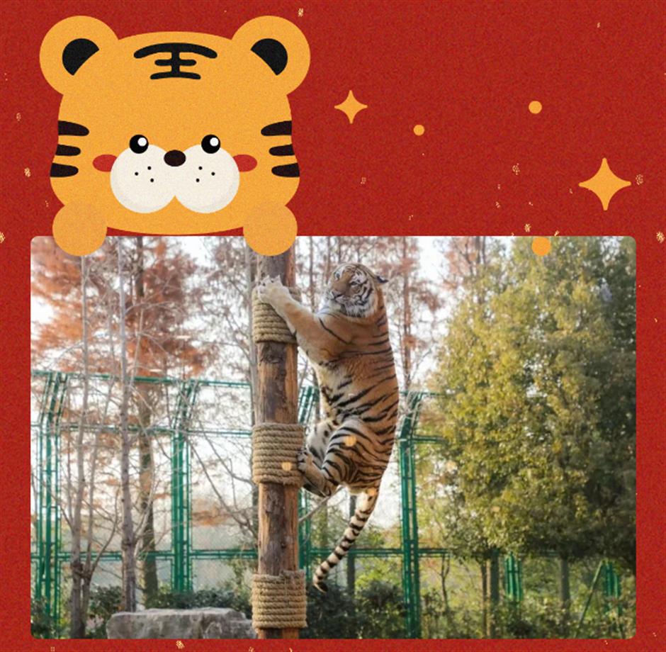 老虎餐厅明起正式营业,坐标在此→