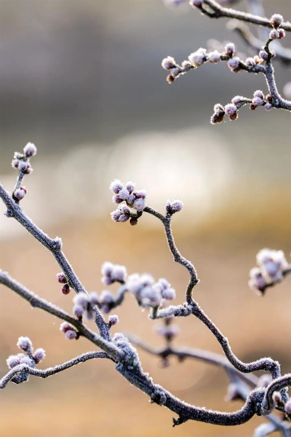 今年的第一朵梅花开了
