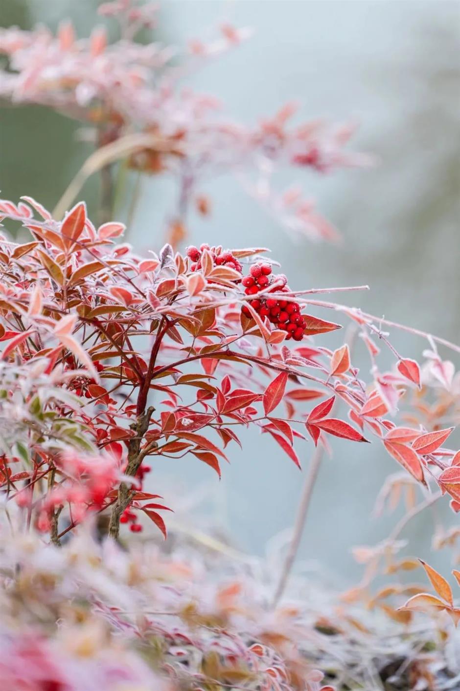 今年的第一朵梅花开了