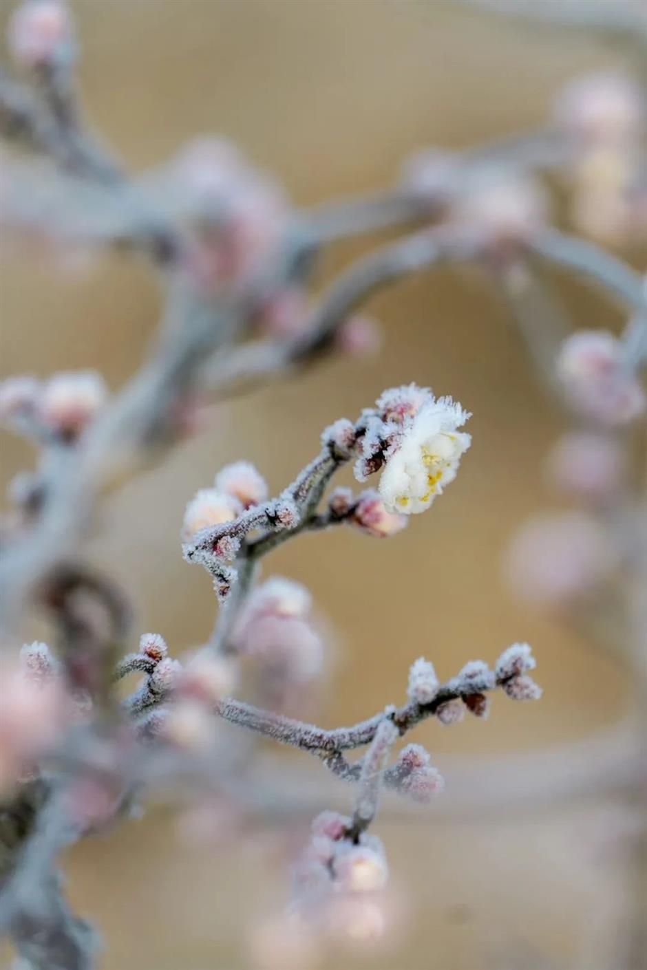 今年的第一朵梅花开了