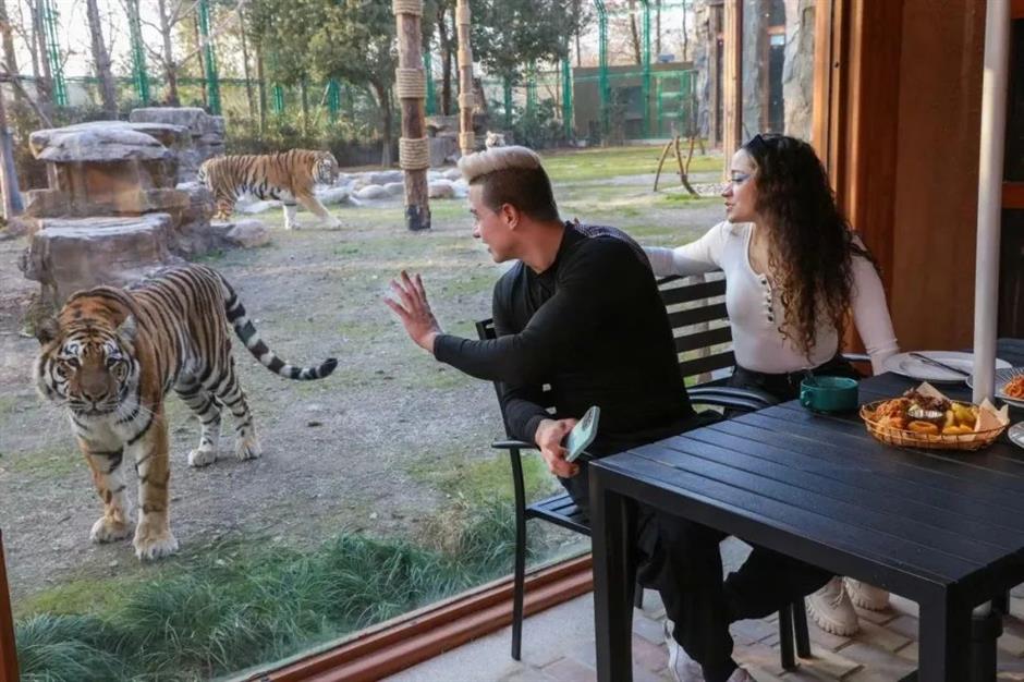 老虎餐厅明起正式营业,坐标在此→