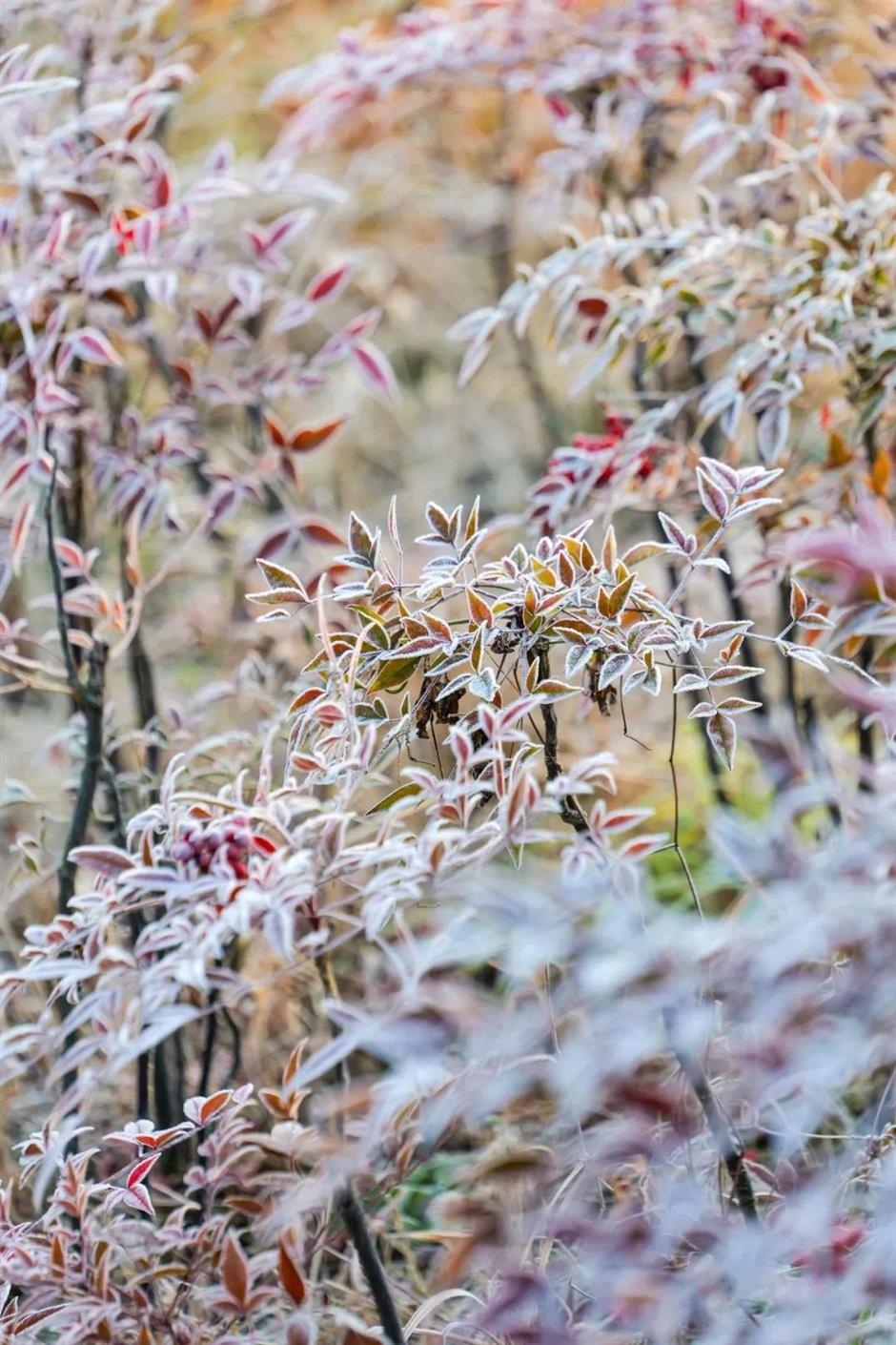 今年的第一朵梅花开了