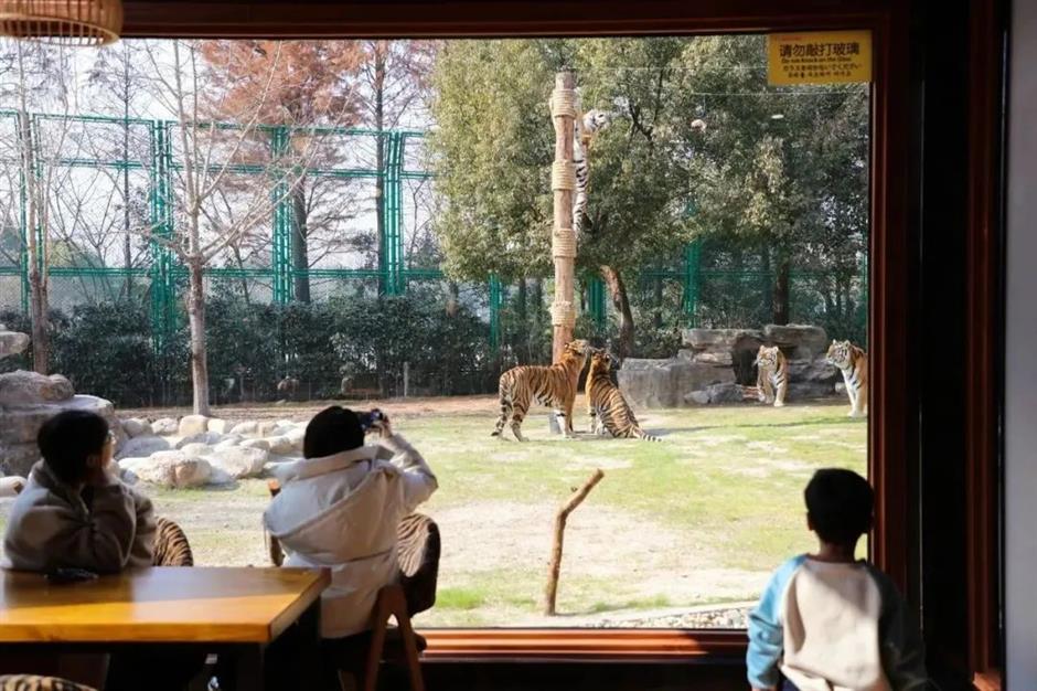 老虎餐厅明起正式营业,坐标在此→