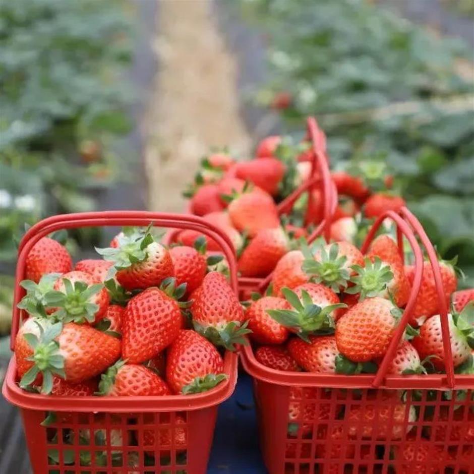 花式打卡沪郊如畫美景