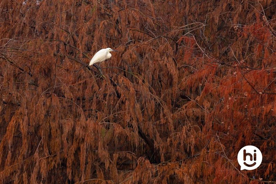 解鎖冬日夢幻!抓住最後一波打卡機會