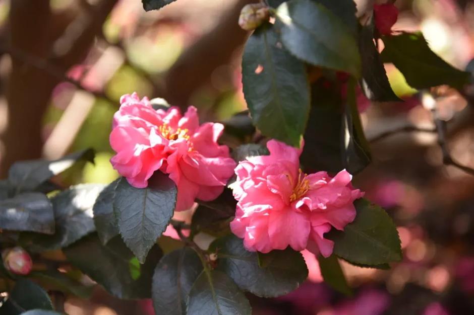 茶梅花開,冬日限定色彩浪漫上線