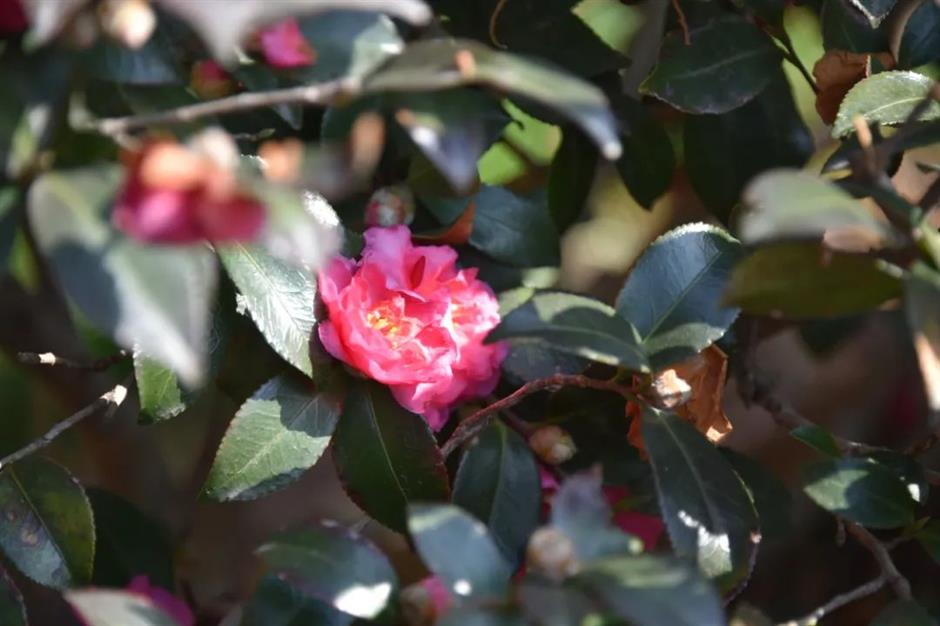 茶梅花開,冬日限定色彩浪漫上線