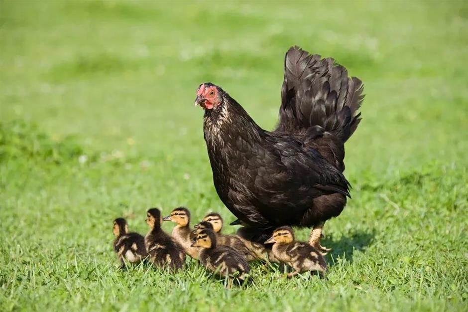 节气之美 | 大寒雪未消,闭户不能出