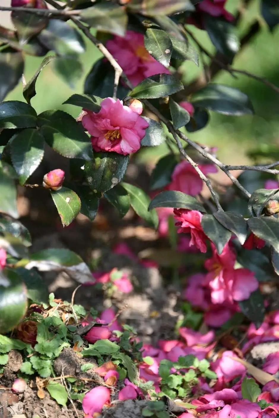 茶梅花開,冬日限定色彩浪漫上線