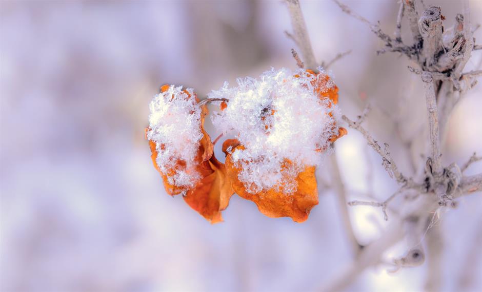 节气之美 | 大寒雪未消,闭户不能出