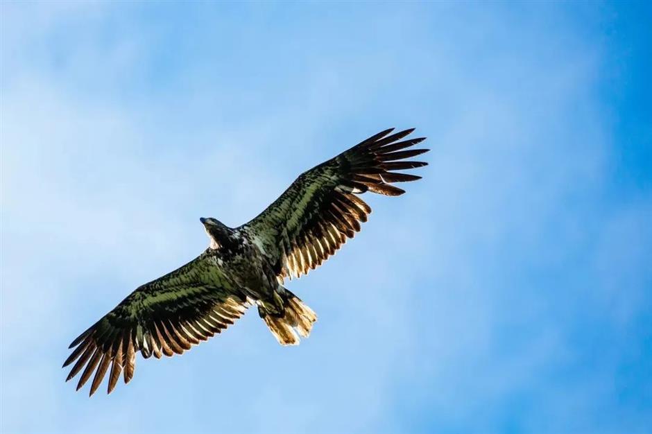 节气之美 | 大寒雪未消,闭户不能出