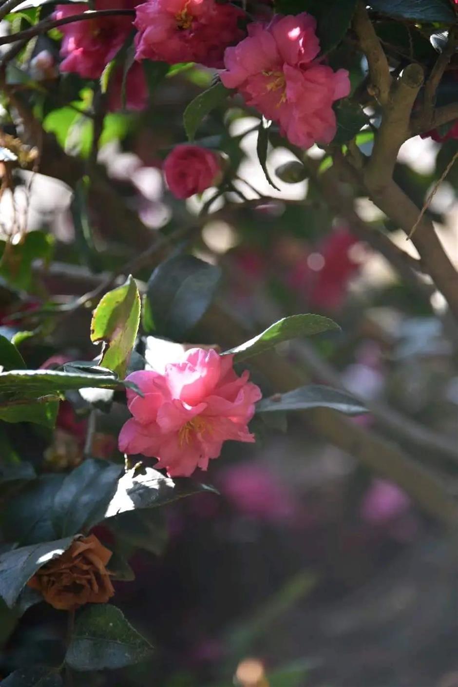 茶梅花開,冬日限定色彩浪漫上線