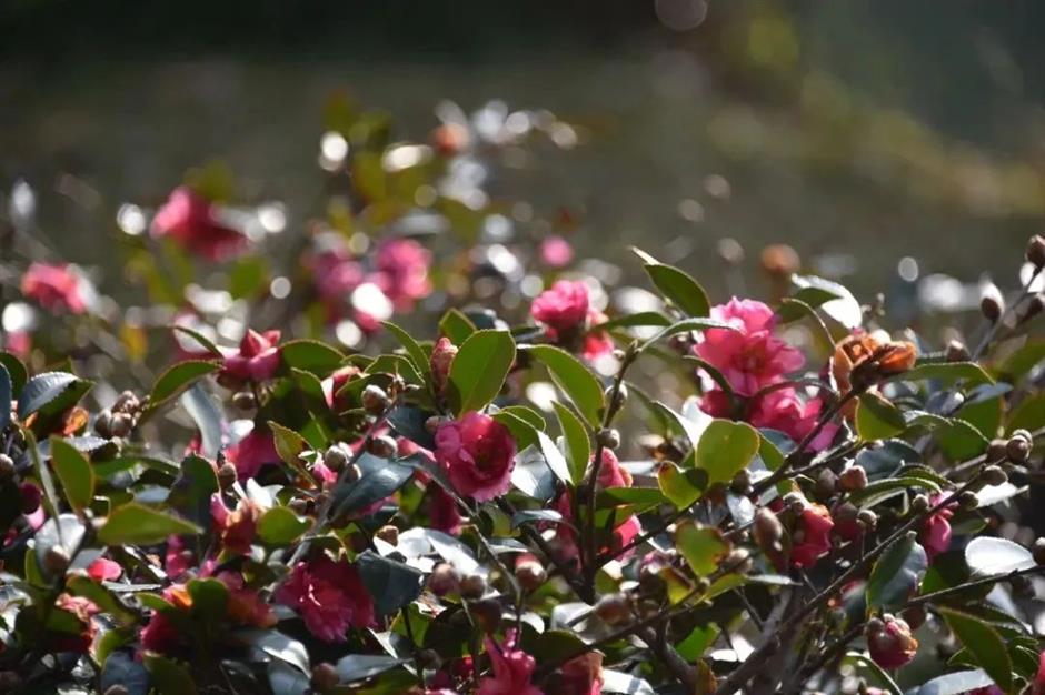 茶梅花開,冬日限定色彩浪漫上線