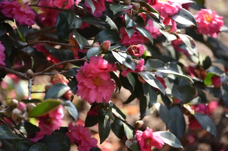 茶梅花開,冬日限定色彩浪漫上線