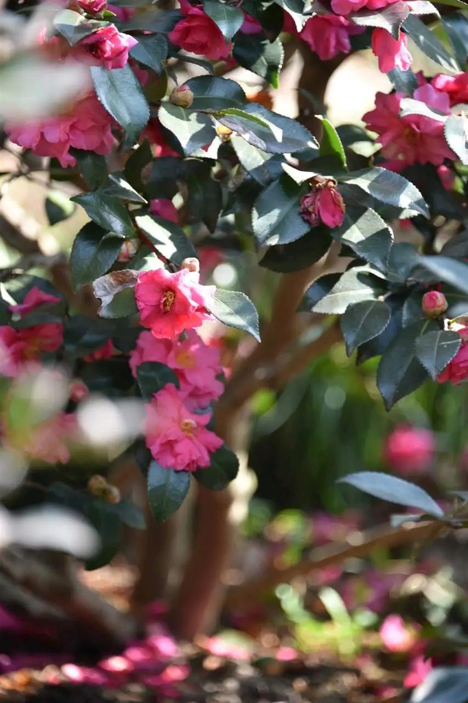 茶梅花開,冬日限定色彩浪漫上線