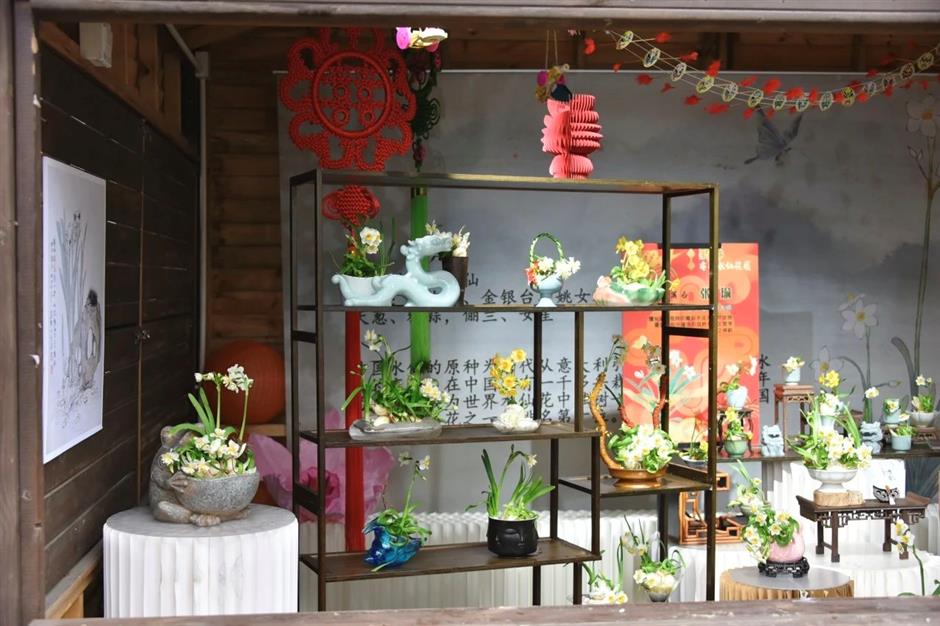 免費賞花!新春水仙花展如約而至