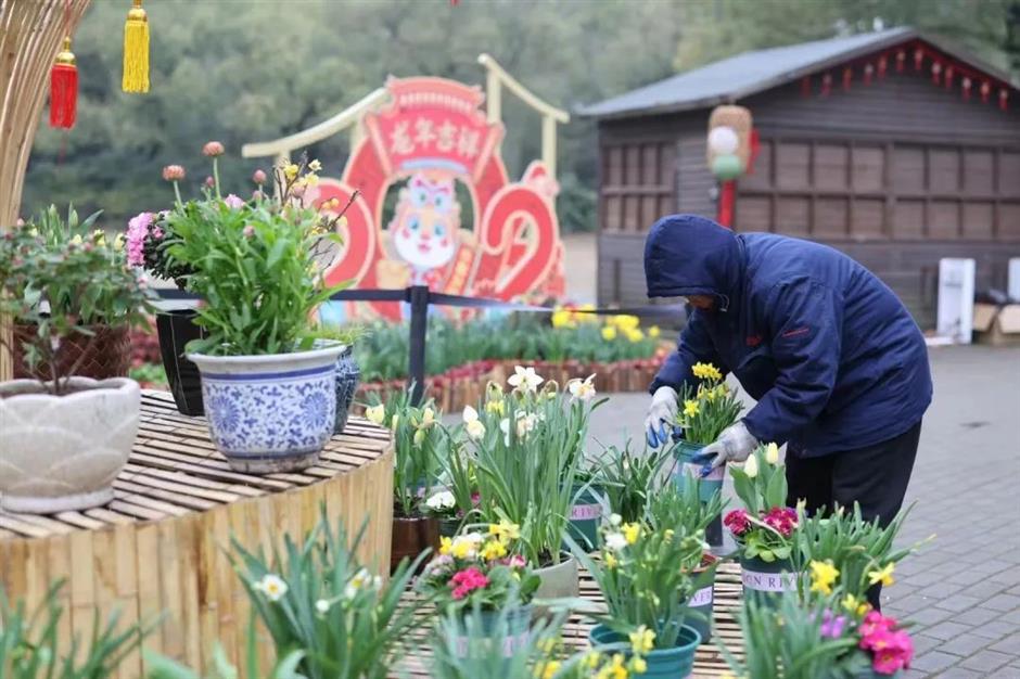 免費賞花!新春水仙花展如約而至