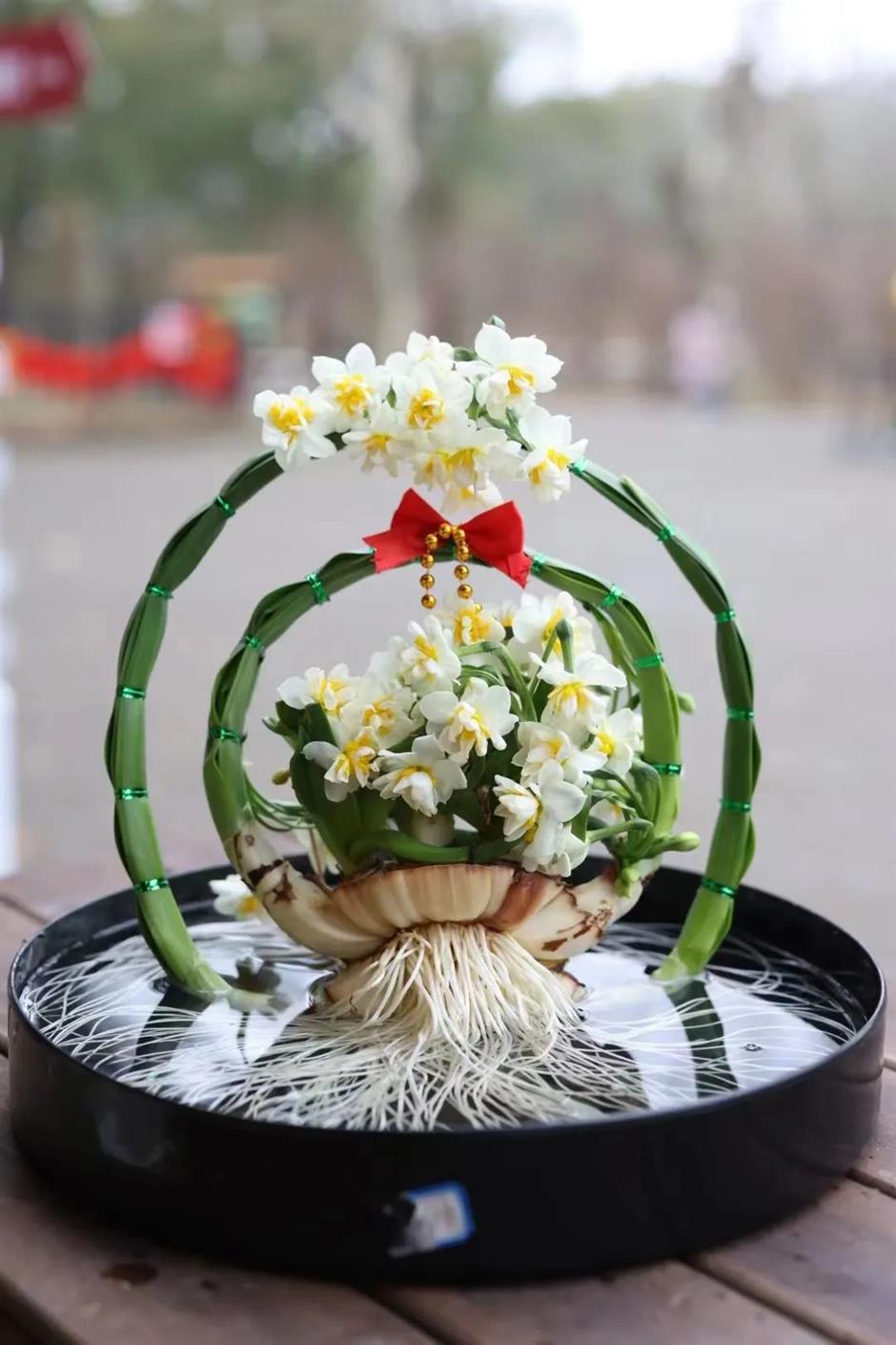 免費賞花!新春水仙花展如約而至