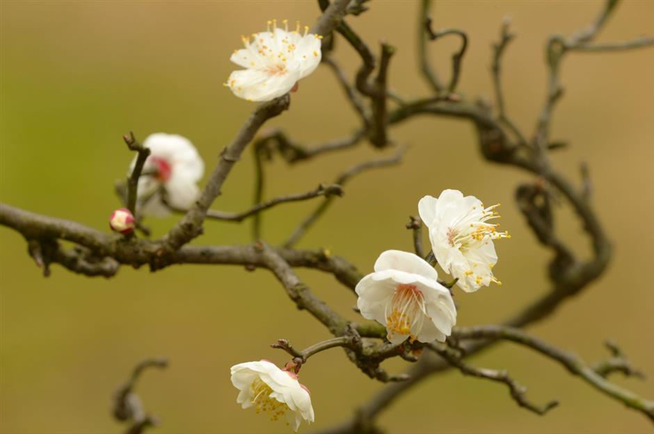 乐游上海过大年 | 在沪郊来场沉浸式寻