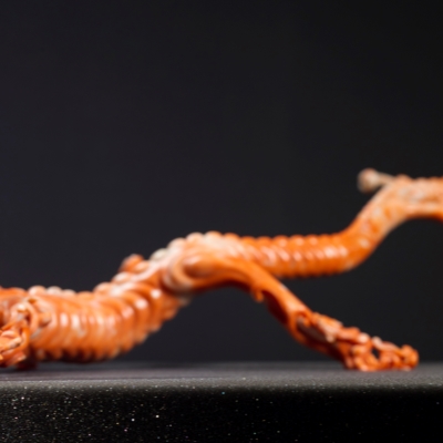 Shanghai Museum exhibition carries the spirit of the Dragon Year