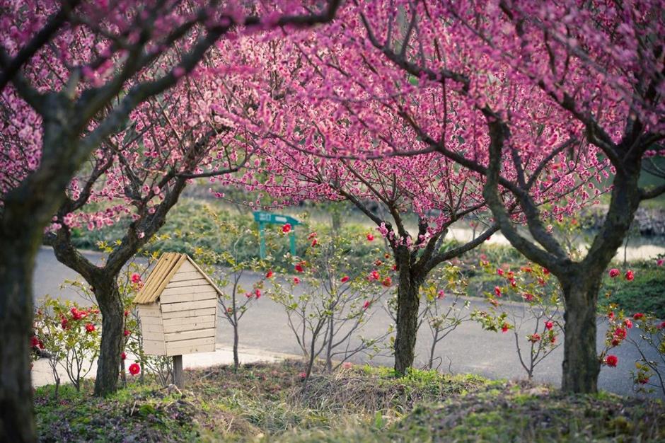 30000多株梅树即将迎来花期,走,沪郊赏梅去