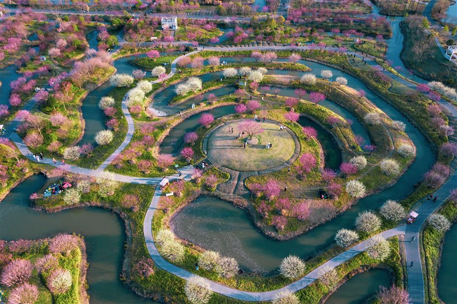 30000多株梅树即将迎来花期,走,沪郊赏梅去