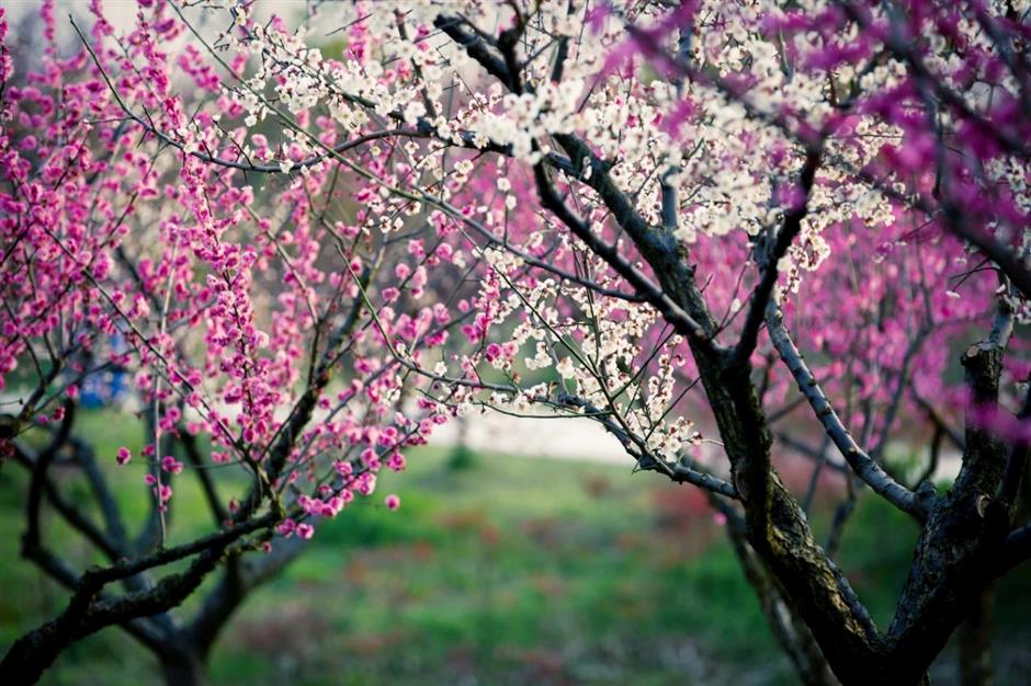 30000多株梅树即将迎来花期,走,沪郊赏梅去