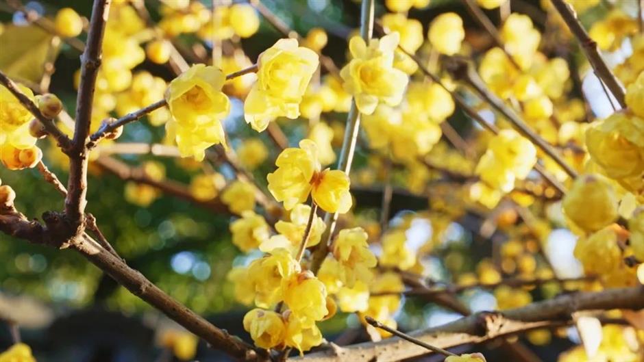 冬日限定色彩!这座公园的茶梅、腊梅次第盛开→