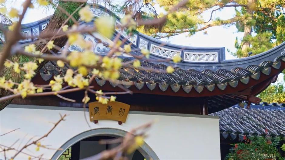 冬日限定色彩!这座公园的茶梅、腊梅次第盛开→