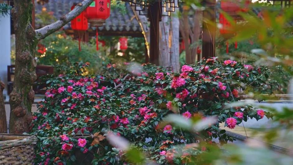 冬日限定色彩!这座公园的茶梅、腊梅次第盛开→