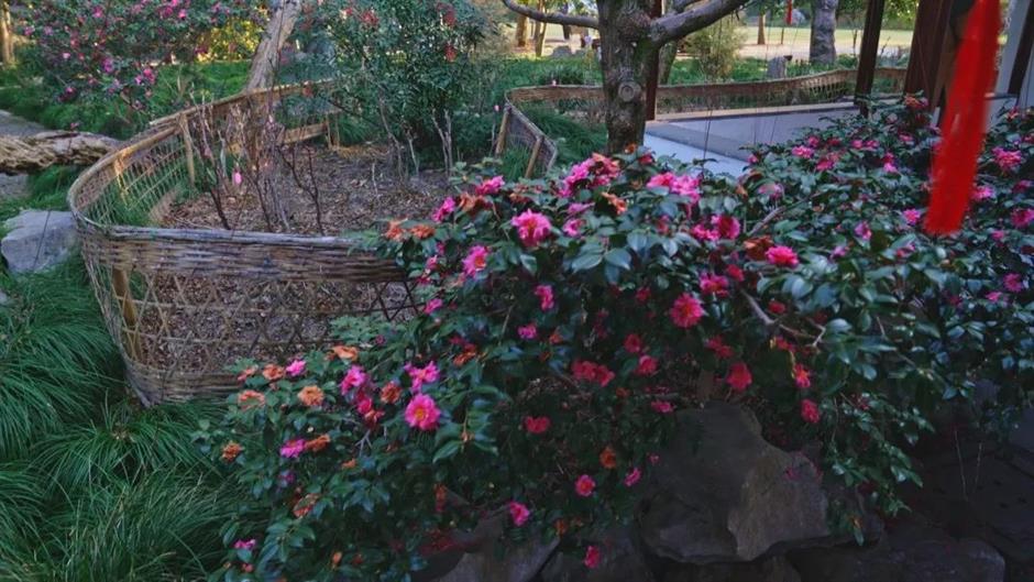 冬日限定色彩!这座公园的茶梅、腊梅次第盛开→