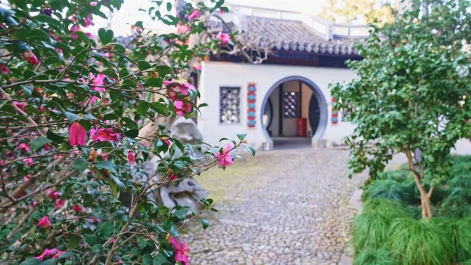 冬日限定色彩!这座公园的茶梅、腊梅次第盛开→