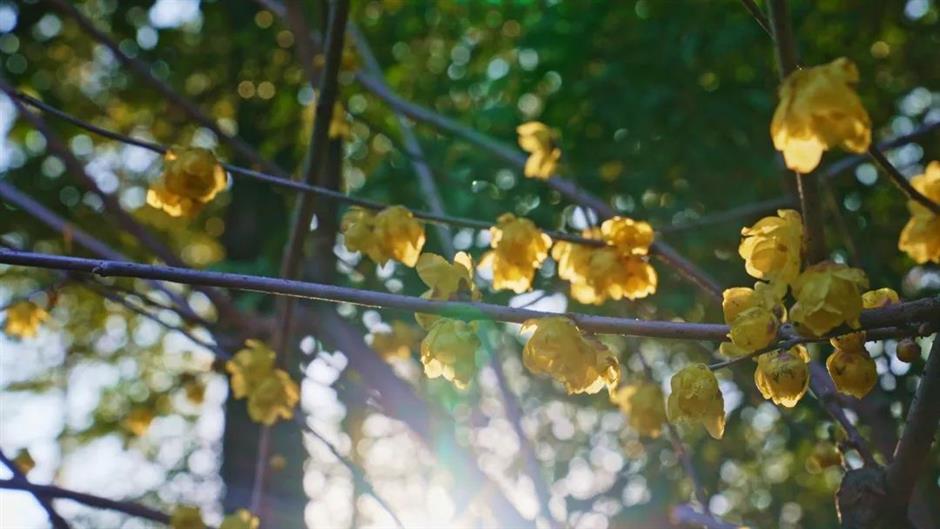 冬日限定色彩!这座公园的茶梅、腊梅次第盛开→