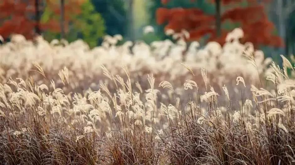 繁花之后,这个免费公园依然层林尽染!别错过最美的冬日上海!