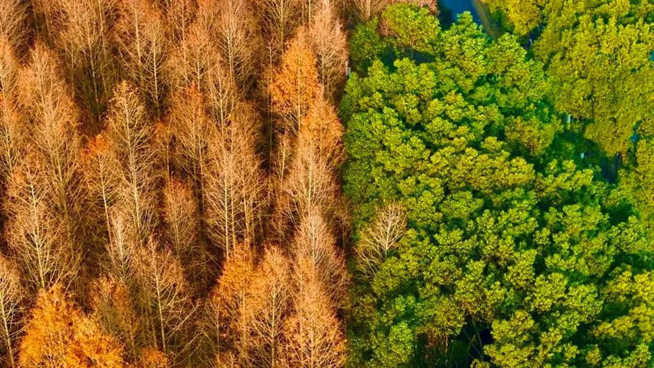 繁花之后,这个免费公园依然层林尽染!别错过最美的冬日上海!