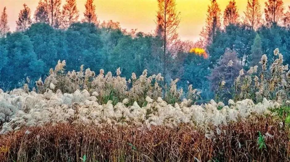繁花之后,这个免费公园依然层林尽染!别错过最美的冬日上海!