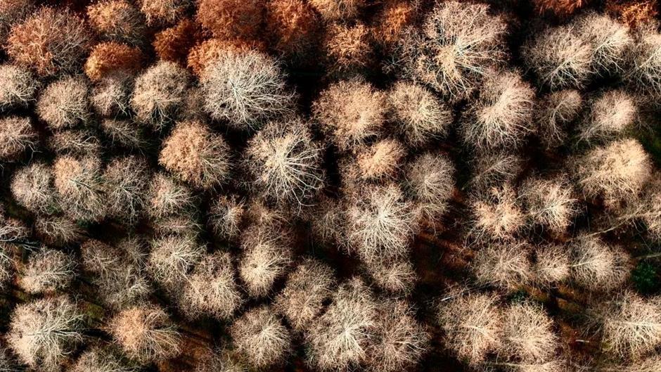 繁花之后,这个免费公园依然层林尽染!别错过最美的冬日上海!