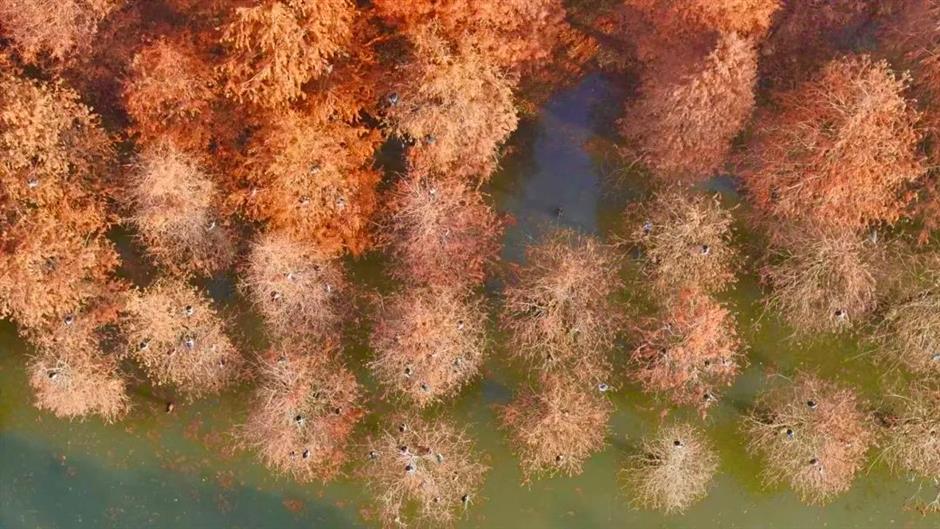 繁花之后,这个免费公园依然层林尽染!别错过最美的冬日上海!