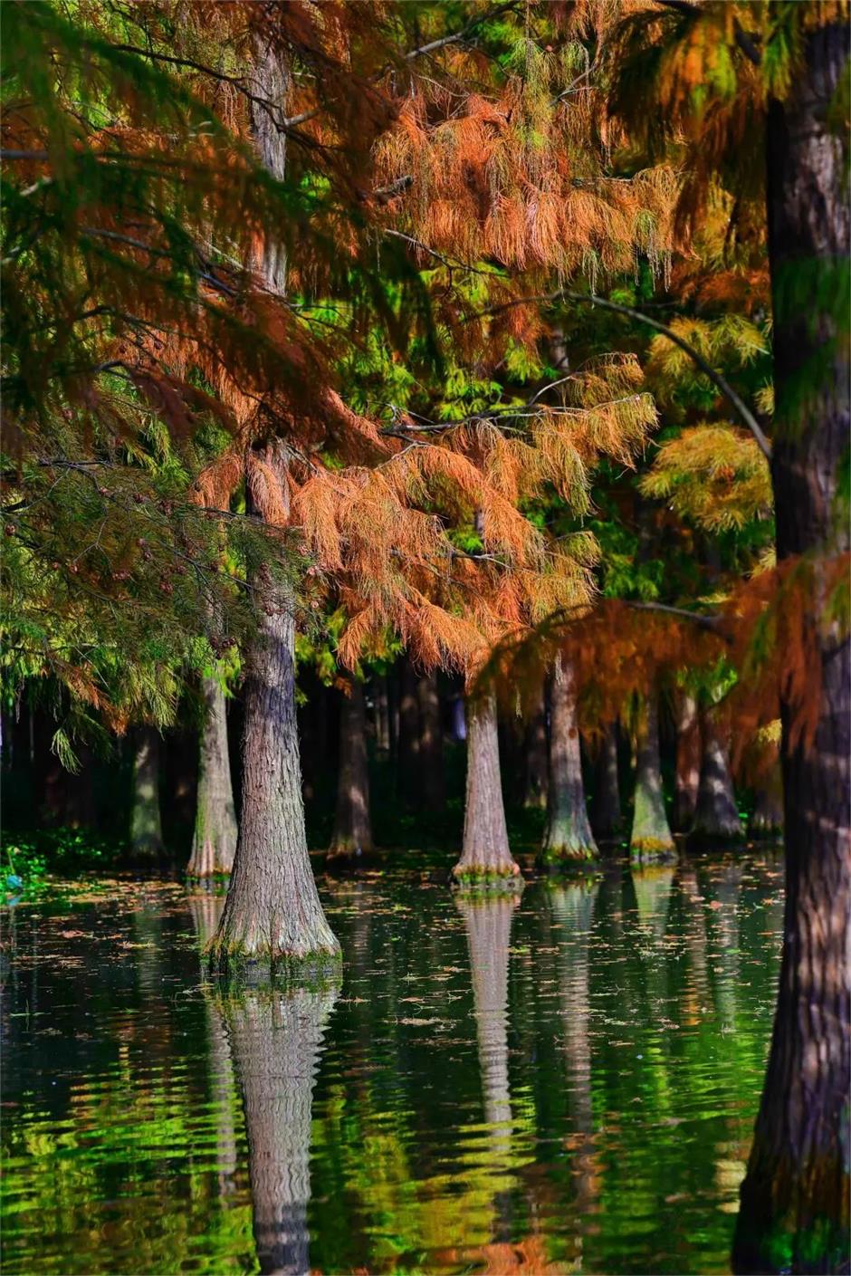 繁花之后,这个免费公园依然层林尽染!别错过最美的冬日上海!