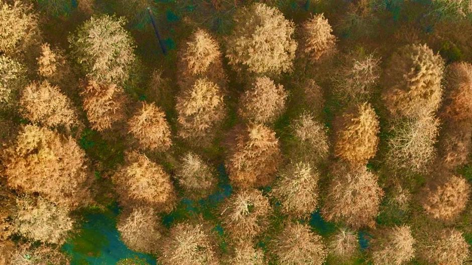 繁花之后,这个免费公园依然层林尽染!别错过最美的冬日上海!