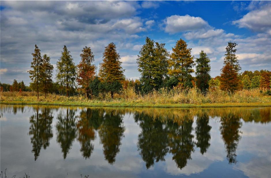 繁花之后,这个免费公园依然层林尽染!别错过最美的冬日上海!