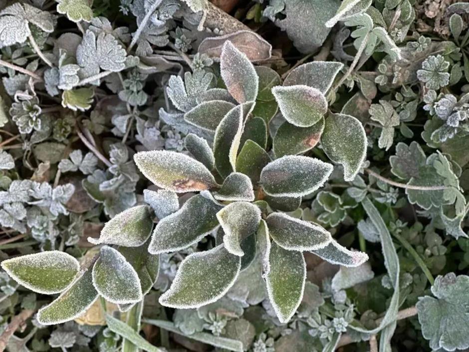 繁花之后,这个免费公园依然层林尽染!别错过最美的冬日上海!