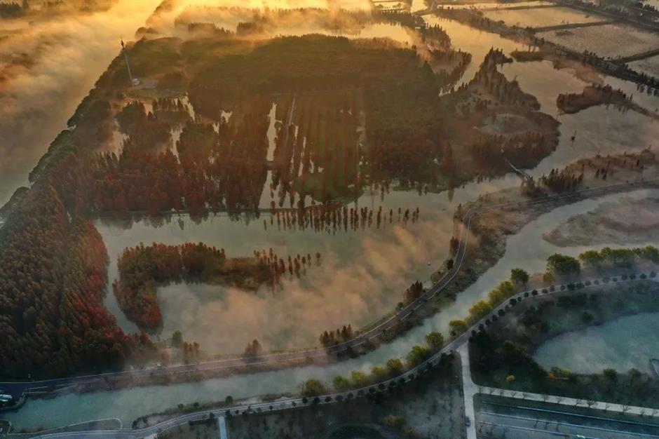 繁花之后,这个免费公园依然层林尽染!别错过最美的冬日上海!