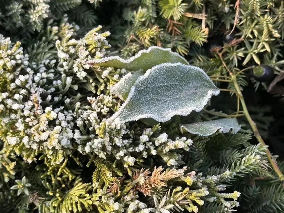 繁花之后,这个免费公园依然层林尽染!别错过最美的冬日上海!