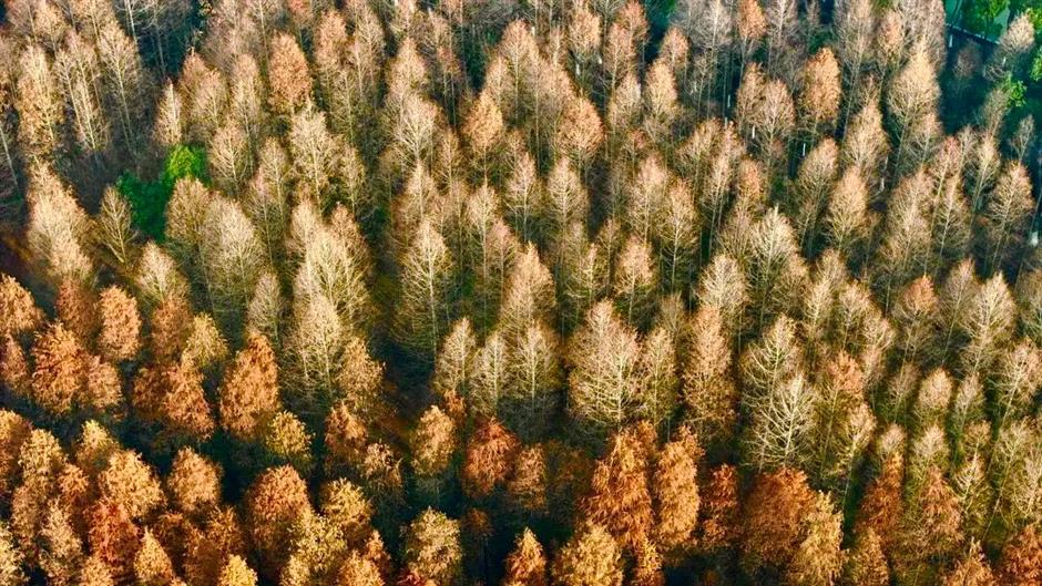 繁花之后,这个免费公园依然层林尽染!别错过最美的冬日上海!