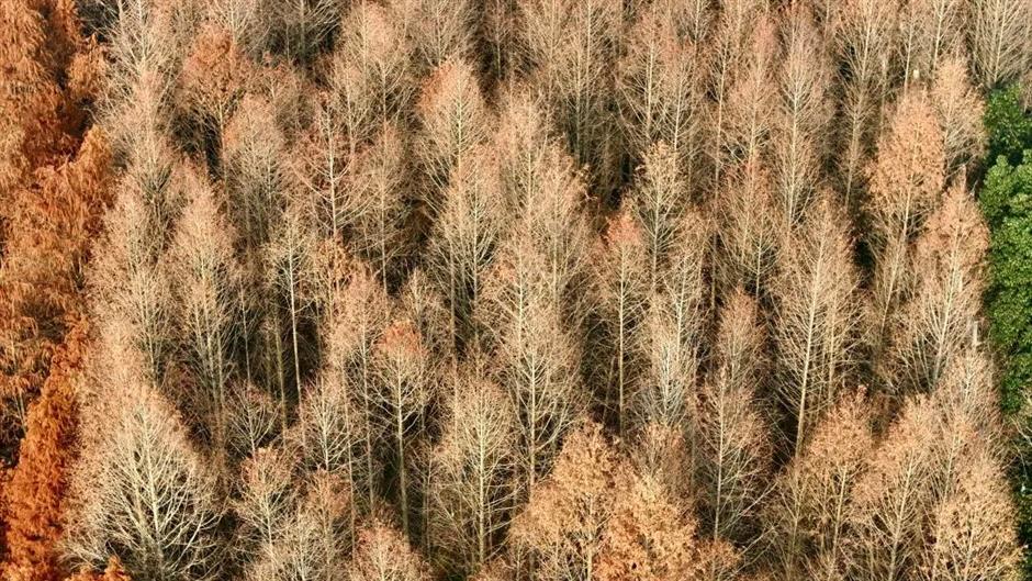 繁花之后,这个免费公园依然层林尽染!别错过最美的冬日上海!